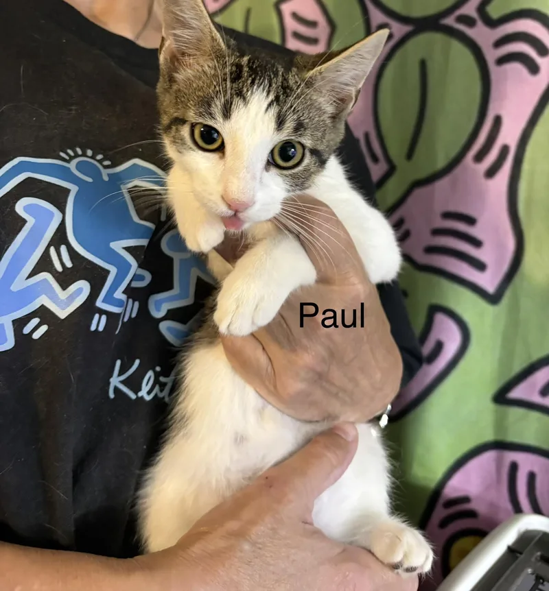 A baby medium-sized male Tabby (Brown / Chocolate) Domestic Short Hair cat named Paul for adoption in Roslyn Heights, NY
