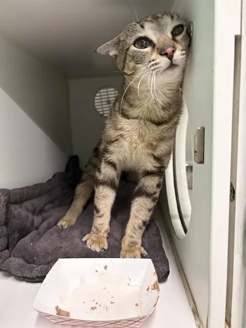 A young small-sized male Domestic Short Hair cat named Shroter for adoption in Indianapolis, IN