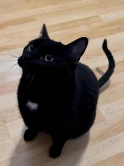 An adult small-sized male Domestic Short Hair cat named Yoda for adoption in Phoenix, AZ