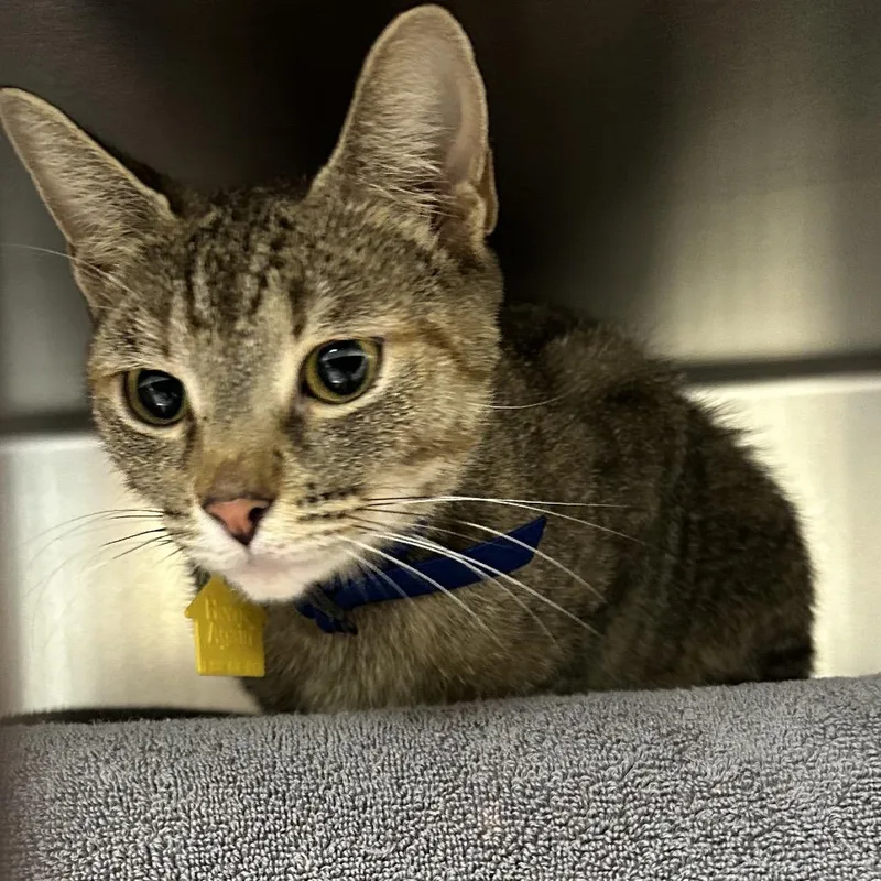 An adult medium-sized female Torbie Domestic Short Hair cat named Pineapple Upside Down Cake for adoption in Springfield, MA