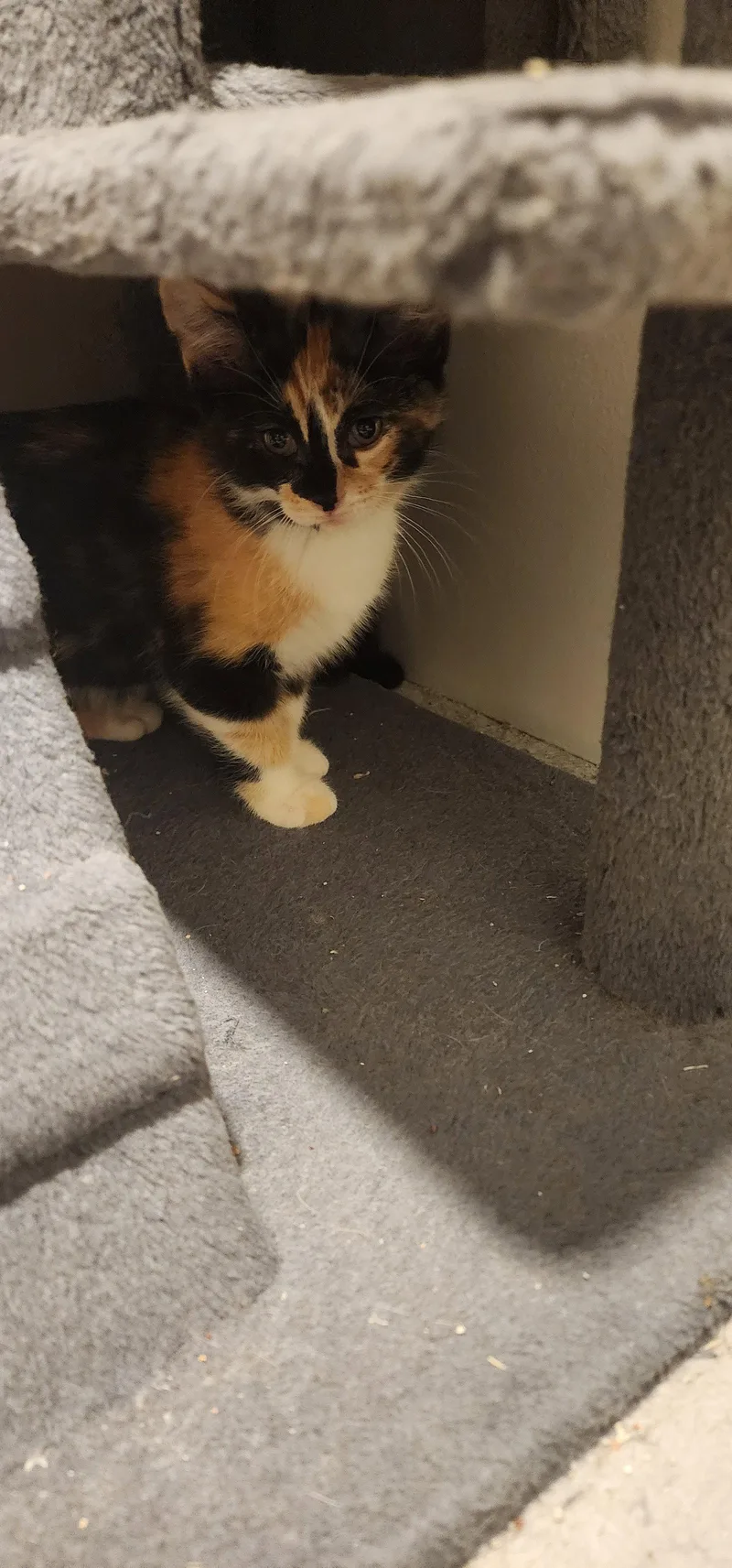 Kaliko