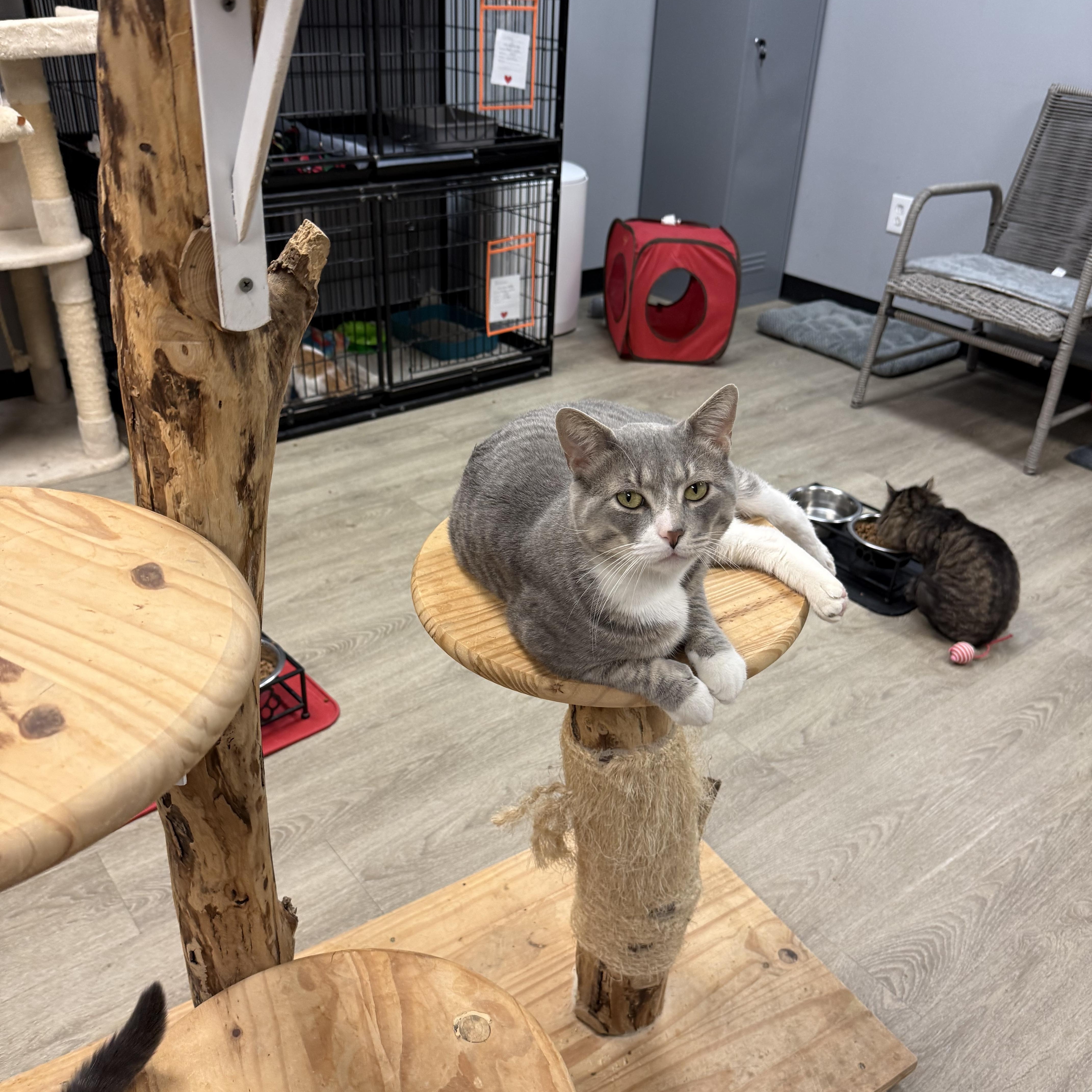 An adult large-sized male Gray & White Domestic Short Hair cat named Nehko for adoption in Hamburg, NY