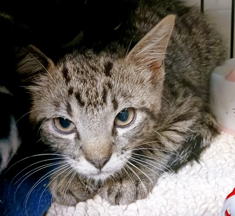 A baby medium-sized male Tabby (Gray / Blue / Silver) Domestic Short Hair cat named Lenny for adoption in Bulverde, TX
