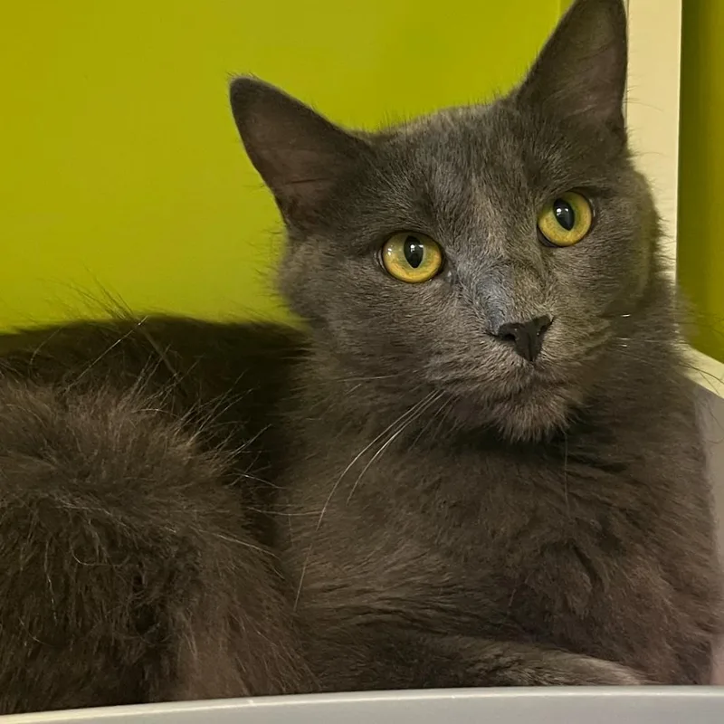 An adult medium-sized female Gray / Blue / Silver Domestic Medium Hair cat named Olive for adoption in Temecula, CA