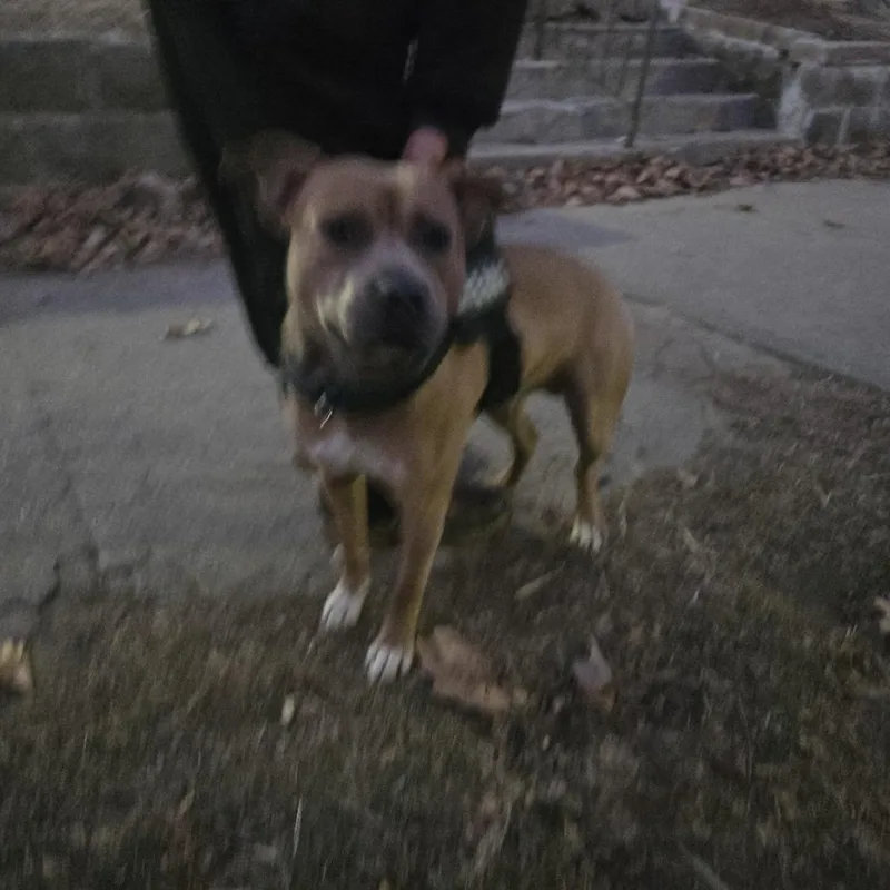 An adult medium-sized male Yellow / Tan / Blond / Fawn Pit Bull Terrier dog named Big Cheese for adoption in St Joseph, MO