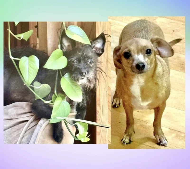 Margie & Sweetie thumbnail 2