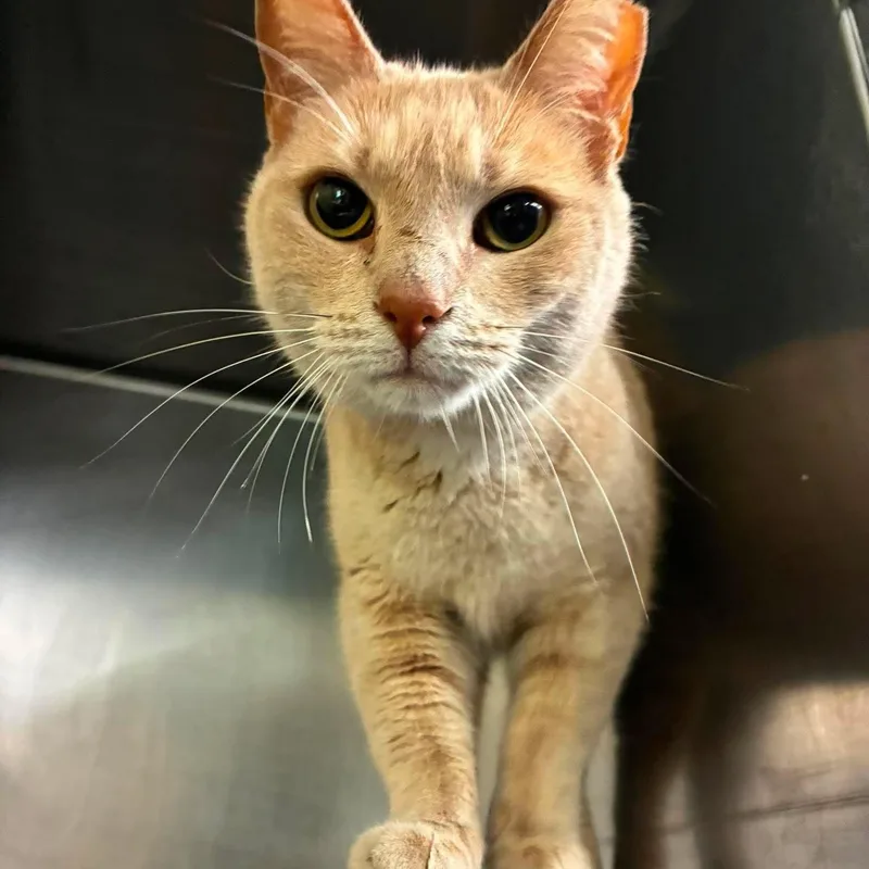 An adult large-sized female Buff / Tan / Fawn Domestic Short Hair cat named Opal for adoption in Petersburg, IL