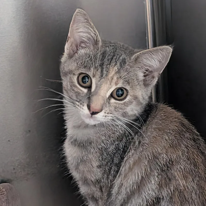 A baby small-sized female Dilute Tortoiseshell Domestic Short Hair cat named Tabitha for adoption in Reisterstown, MD