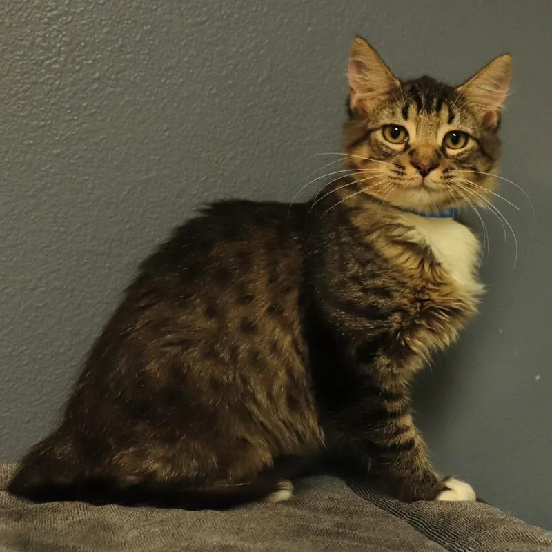 A baby small-sized male Brown / Chocolate Domestic Medium Hair cat named Arrax for adoption in Lakeland, FL