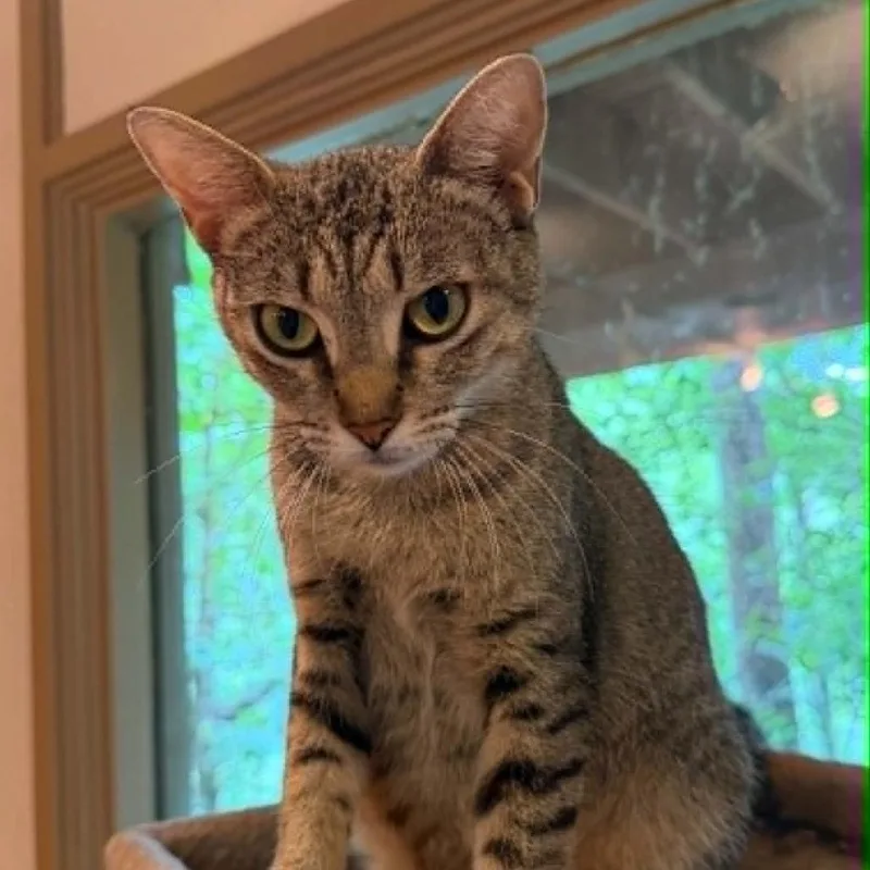A young medium-sized female Brown / Chocolate Domestic Short Hair cat named Hope for adoption in Bentonville, AR
