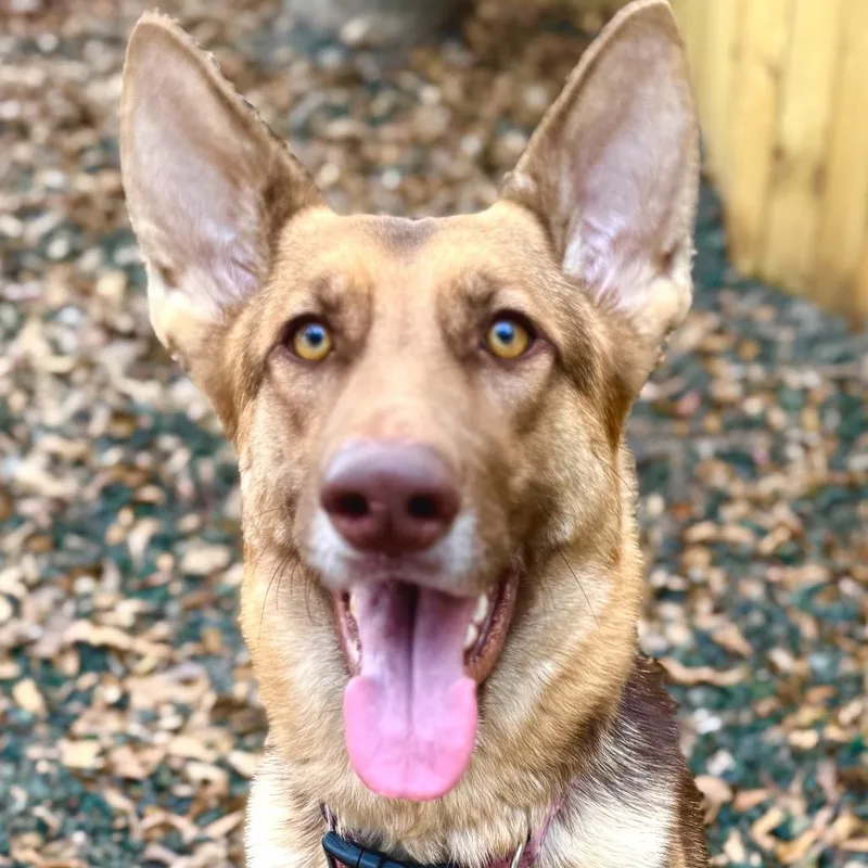 An adult medium-sized female Shepherd dog named Elsie for adoption in Decatur, GA