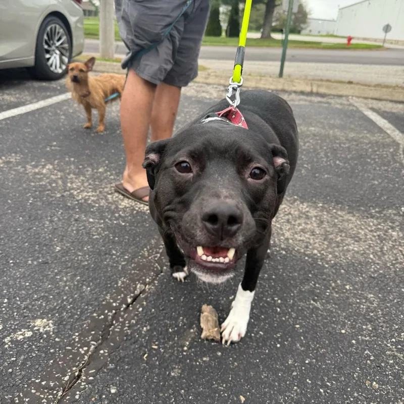 An adult medium-sized male Black Labrador Retriever dog named Lebowski for adoption in Louisville, KY
