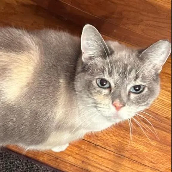 An adult small-sized female Siamese cat named Blue Eyes for adoption in Gordonsville, TN