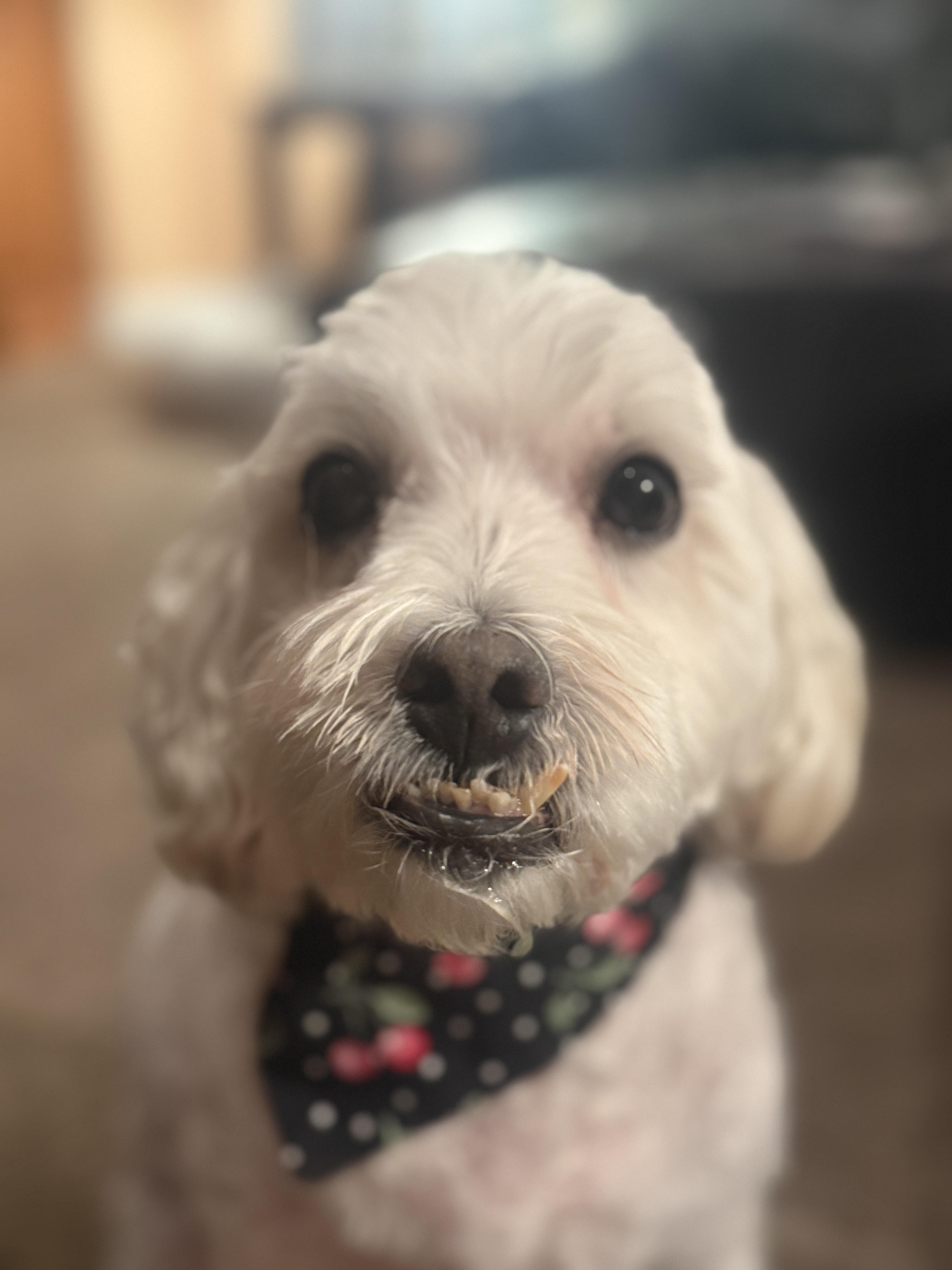 A senior medium-sized male White / Cream Miniature Poodle dog named Joey for adoption in Scottsdale, AZ
