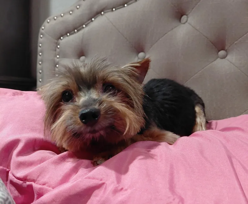 Oliver thumbnail 4