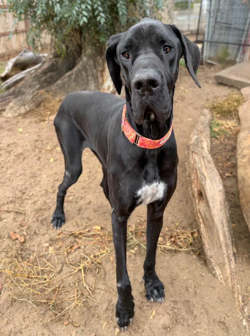 A young extra large-sized female Great Dane dog named Wren for adoption in Windsor, CO