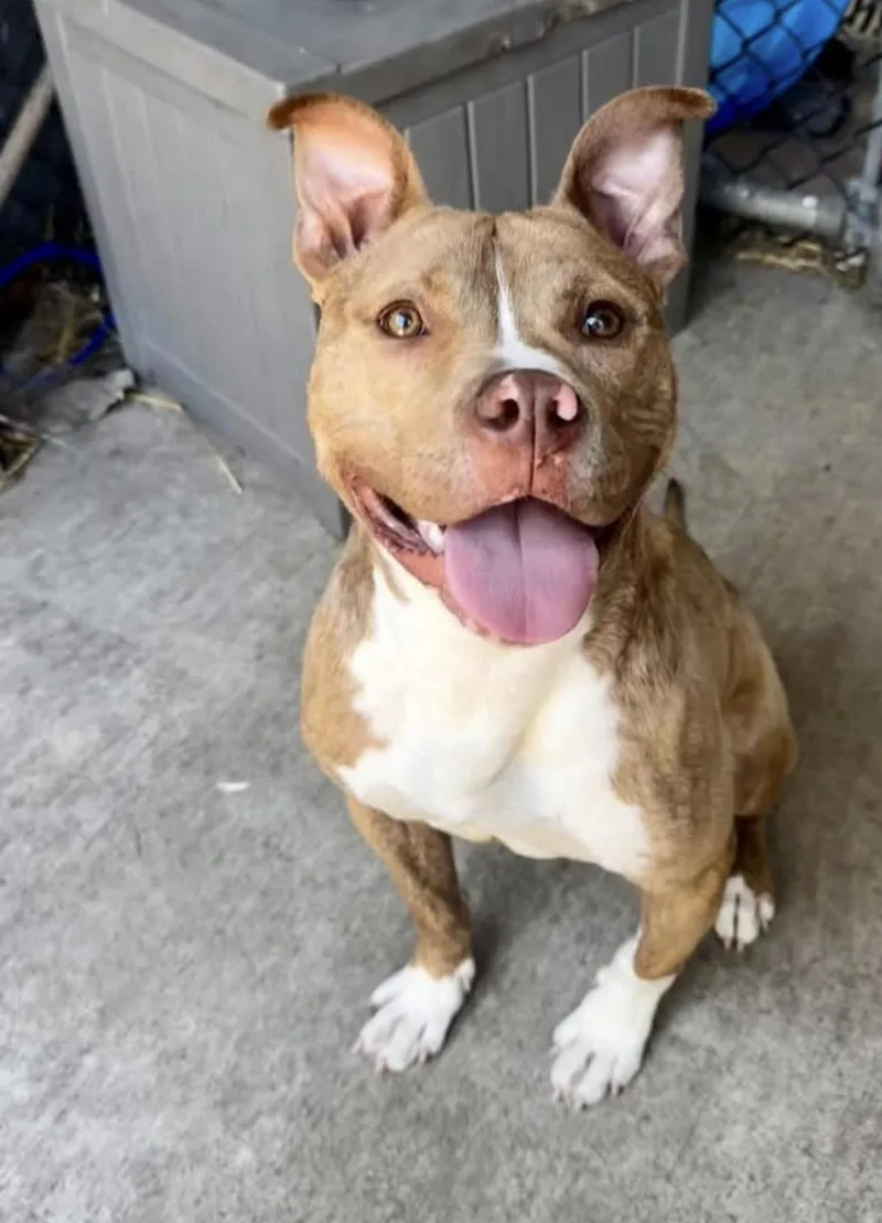 An adult medium-sized male Brown / Chocolate Pit Bull Terrier dog named Homie for adoption in Chicago, IL