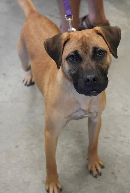 A young medium-sized female Boxer dog named Kenzie for adoption in Bowling Green, KY