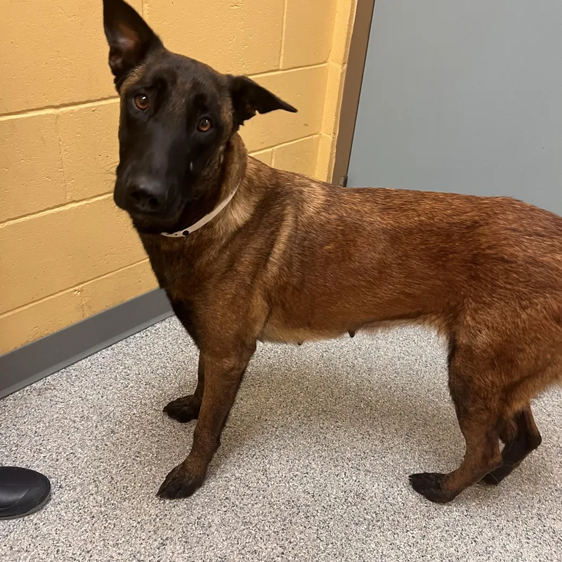 A young medium-sized female Black Belgian Shepherd / Malinois dog named Dory for adoption in Brentwood, TN