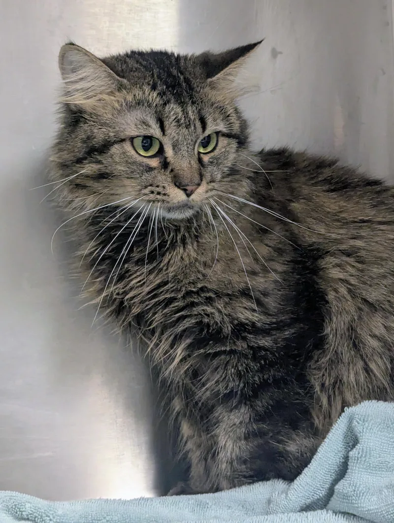 An adult large-sized male Tabby (Brown / Chocolate) Domestic Long Hair cat named Ace for adoption in Springfield, IL