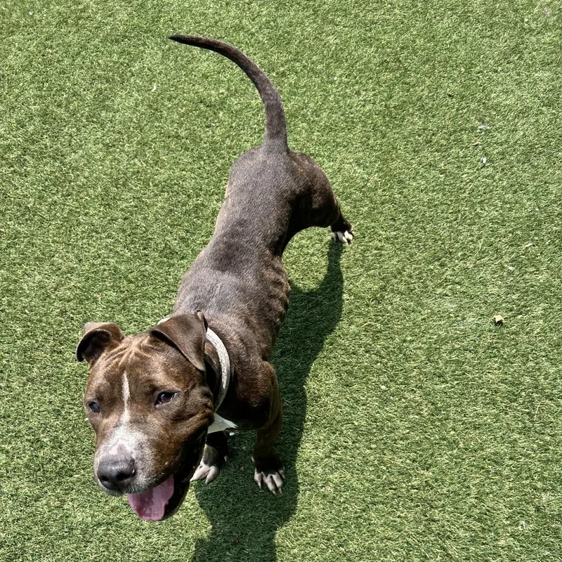 An adult medium-sized female Brindle Pit Bull Terrier dog named Fiona for adoption in Newport, NC
