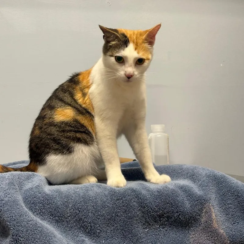 A young medium-sized female Tortoiseshell Domestic Short Hair cat named Shuga for adoption in Franklin, NC