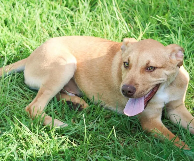A baby large-sized female Mixed Breed dog named Roland for adoption in Groveland, MA