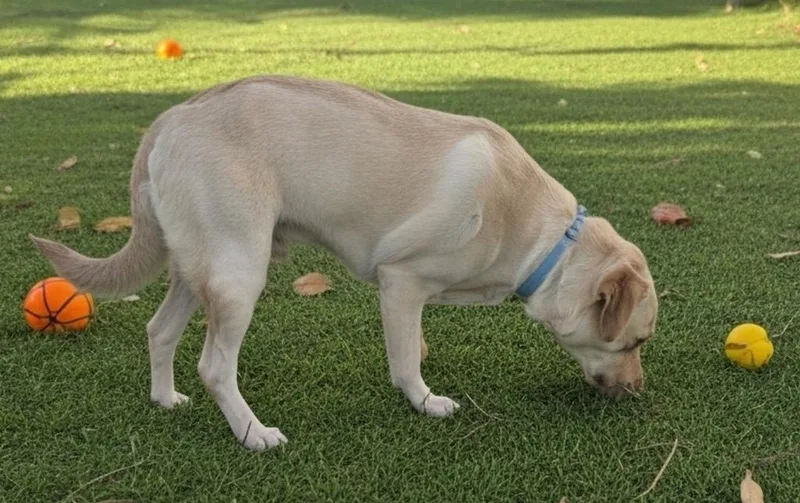 Kodasweet Yo Lab! thumbnail 2