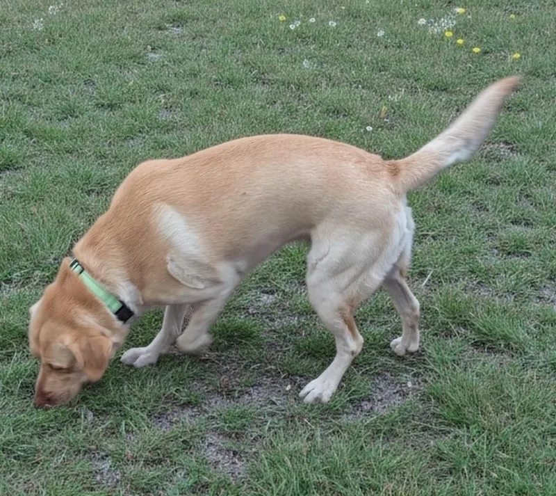 Kodasweet Yo Lab! thumbnail 4