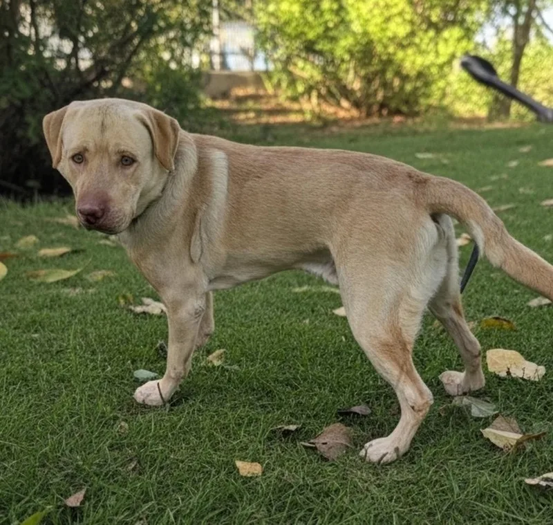 Kodasweet Yo Lab! thumbnail 5