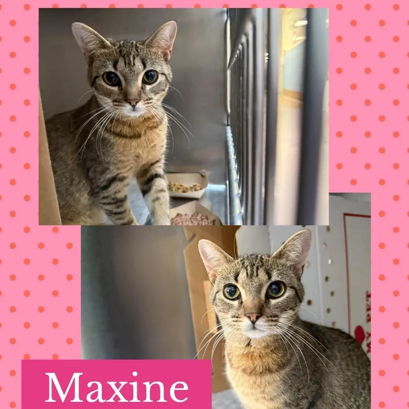 Maxine thumbnail 5