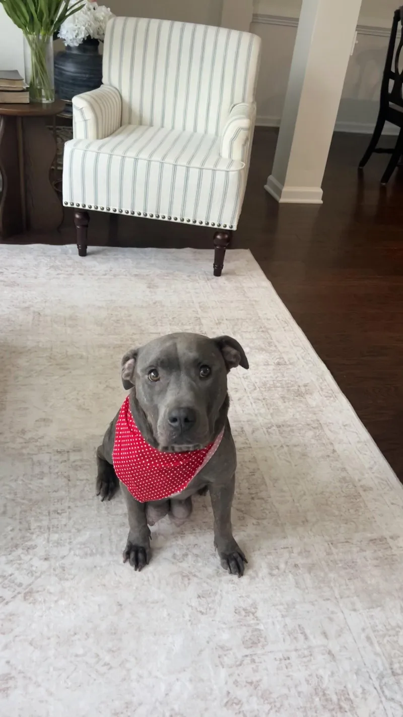 Cora