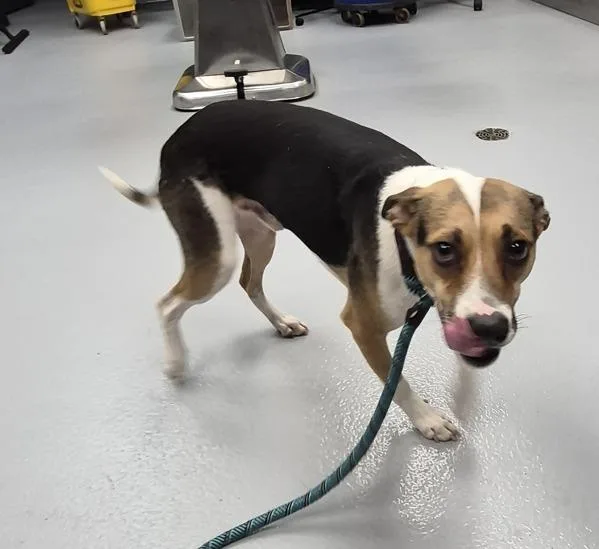 An adult small-sized female Jack Russell Terrier dog named Ic for adoption in Lawrenceville, GA