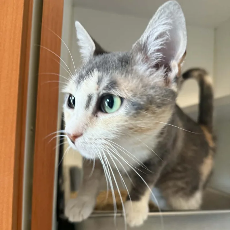 A young small-sized female Calico Domestic Short Hair cat named Esme for adoption in Saugerties, NY
