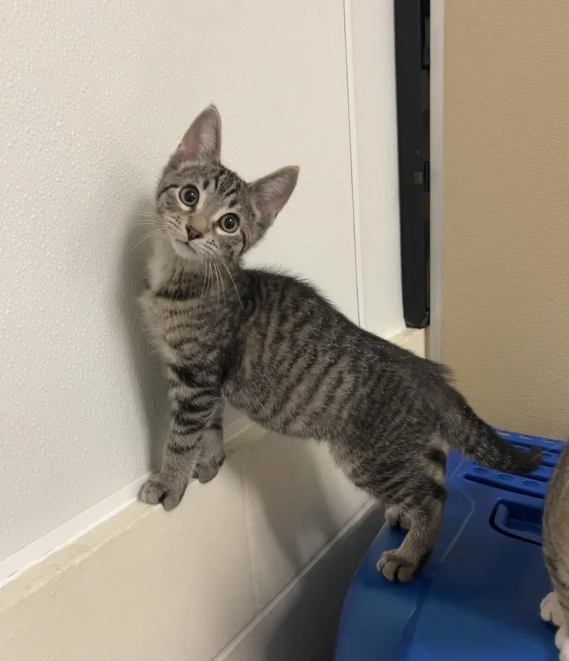 A baby medium-sized male Tabby (Brown / Chocolate) Domestic Short Hair cat named Ratchet for adoption in Montville, NJ