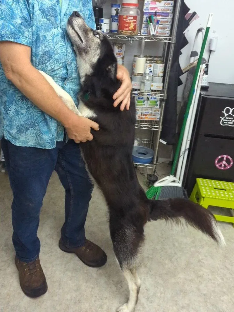 An adult large-sized female Husky dog named Leah for adoption in Mc Cormick, SC