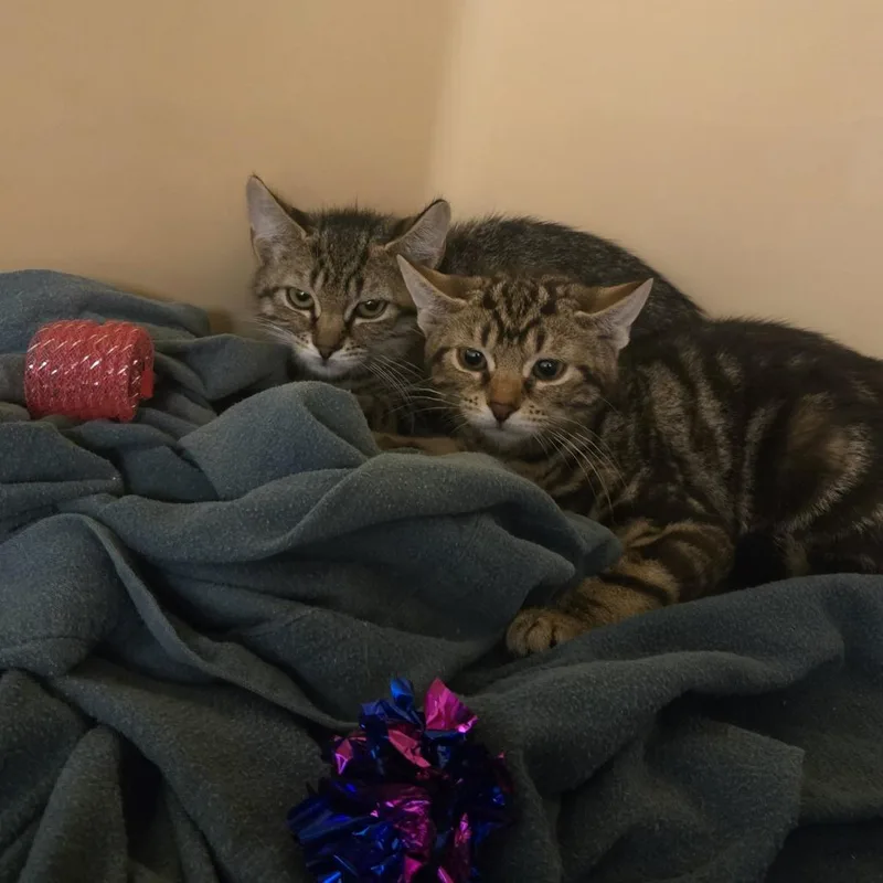 A baby small-sized female Domestic Short Hair cat named Bluebell for adoption in East Hanover, NJ