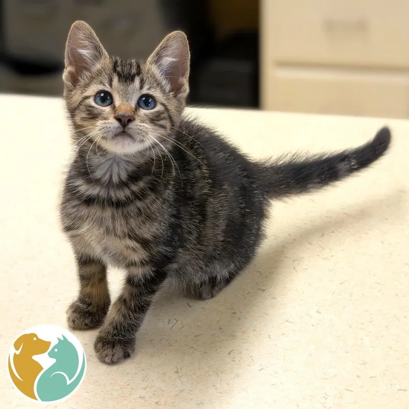 A baby small-sized male Brown / Chocolate Domestic Short Hair cat named Drink for adoption in Toledo, OH