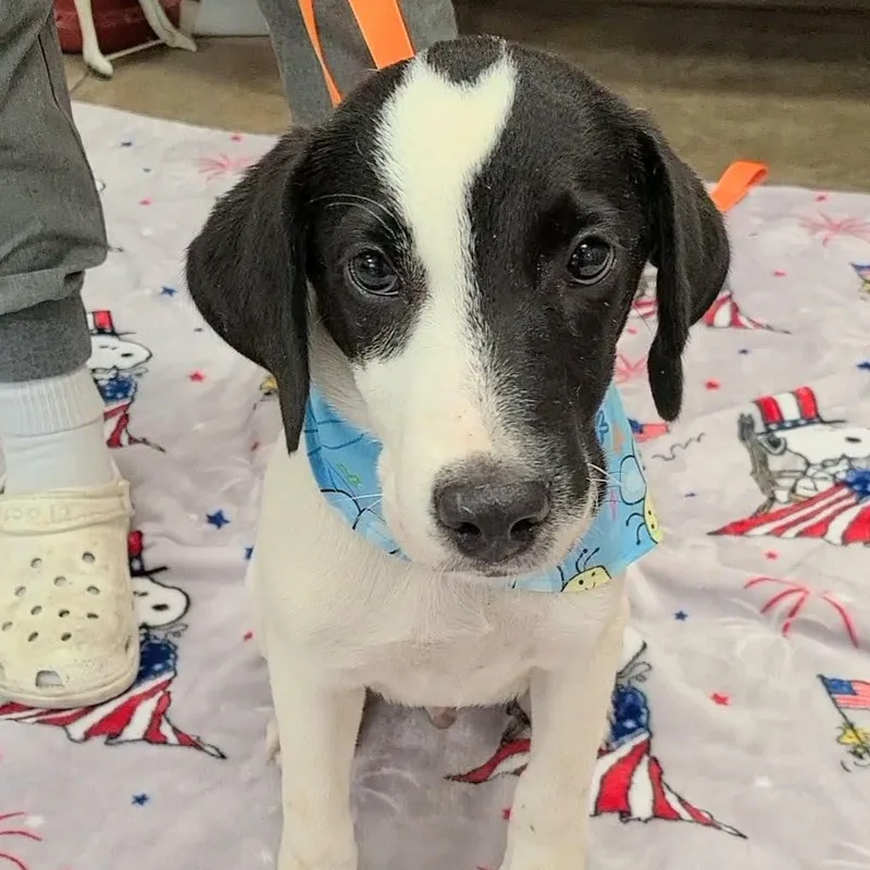 A young medium-sized male Pointer dog named Aemond for adoption in Woolwich, ME