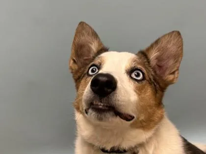An adult medium-sized male Australian Shepherd dog named Dante for adoption in Woodbury, MN
