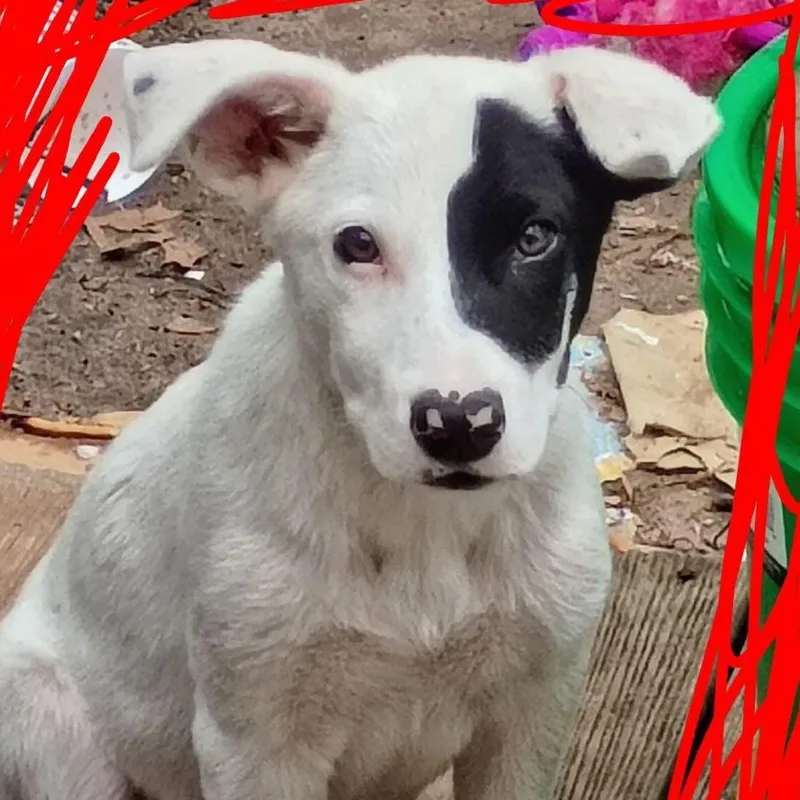 A baby small-sized male White / Cream Australian Cattle Dog / Blue Heeler dog named Pirate Pete for adoption in Ada, OK