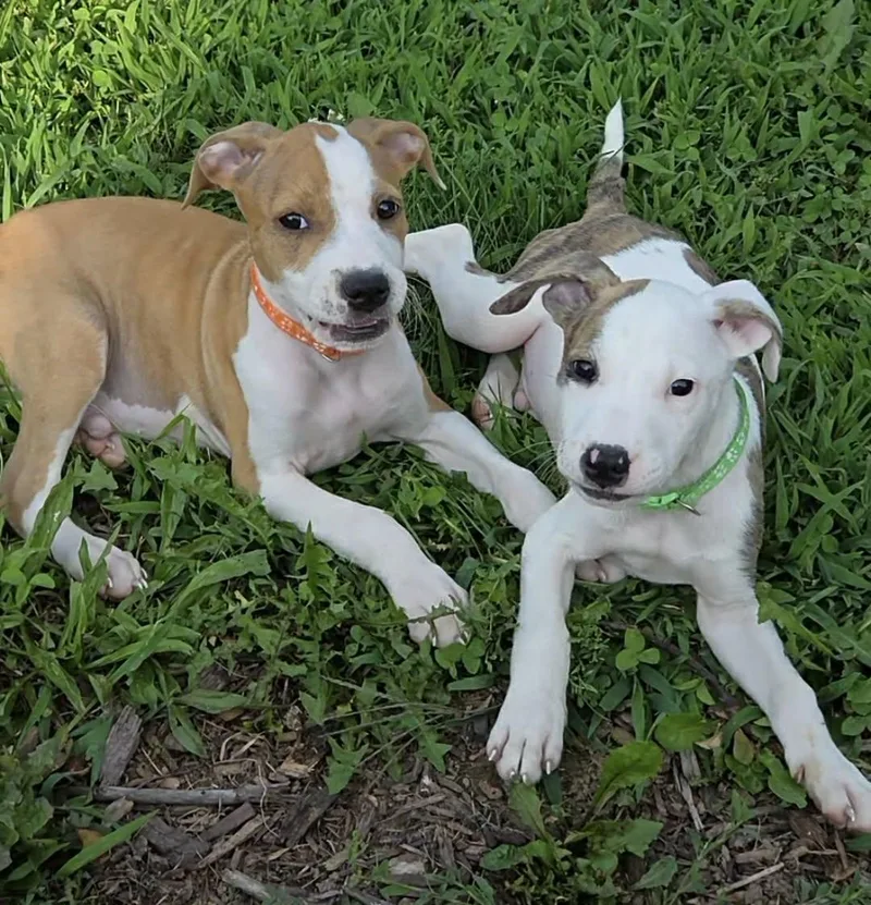 A baby medium-sized male Pit Bull Terrier dog named Caleb for adoption in McHenry, IL