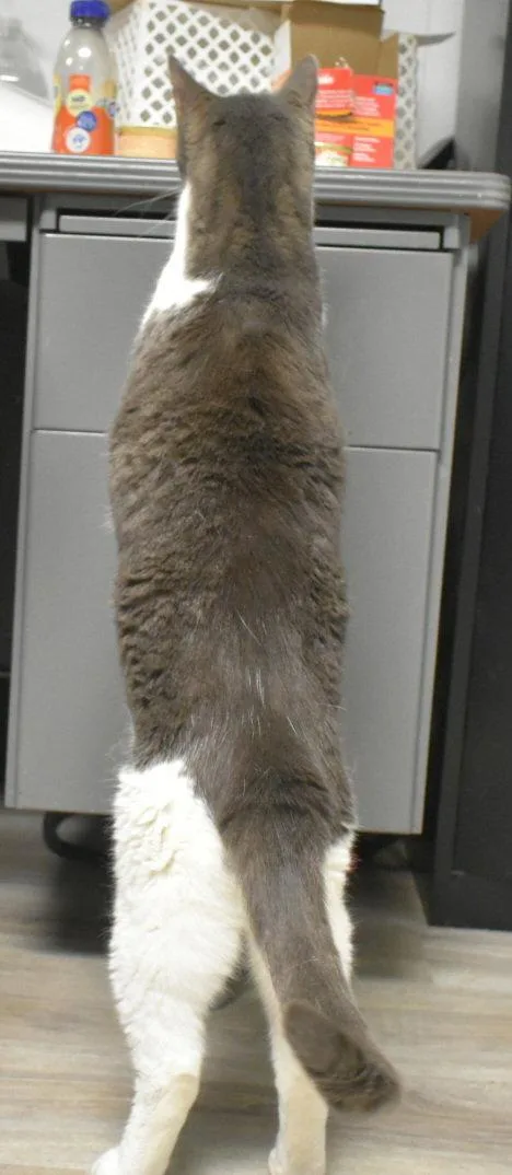 A senior large-sized male Gray & White Domestic Short Hair cat named Spielburg for adoption in Greenfield, IN