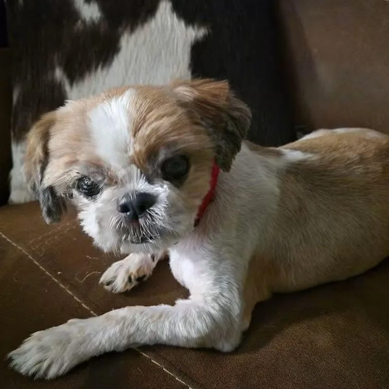 An adult small-sized male Red / Chestnut / Orange Shih Tzu dog named Mustard PF for adoption in Austin, TX
