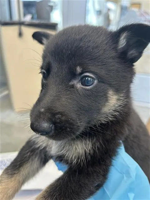 A baby small-sized female Labrador Retriever dog named Bubbles for adoption in San Antonio, TX
