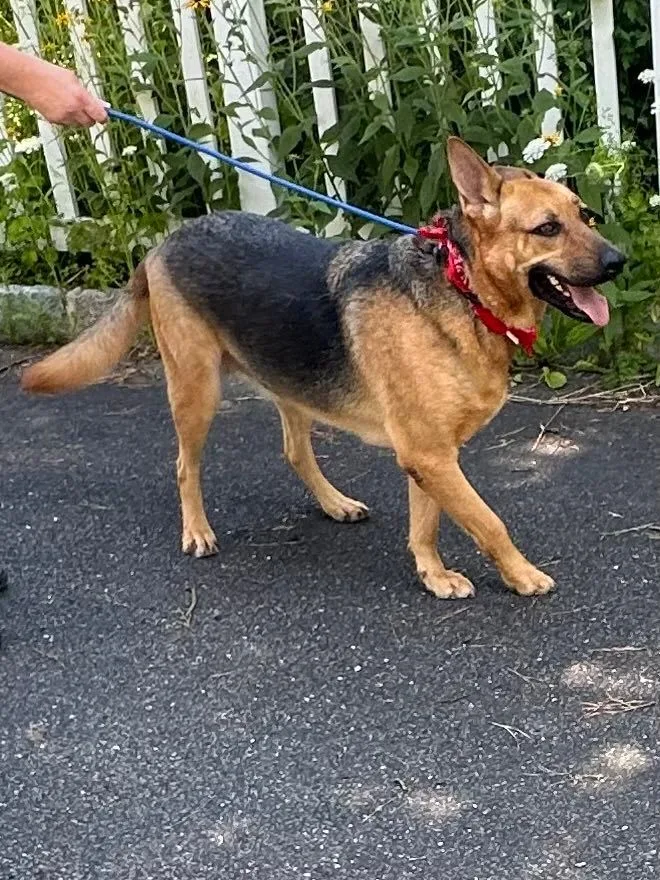 An adult large-sized male German Shepherd Dog dog named Adari for adoption in Old Westbury, NY
