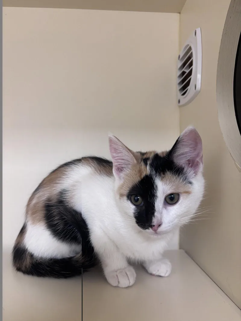 A baby medium-sized female Domestic Medium Hair cat named Beauty for adoption in Lancaster, PA