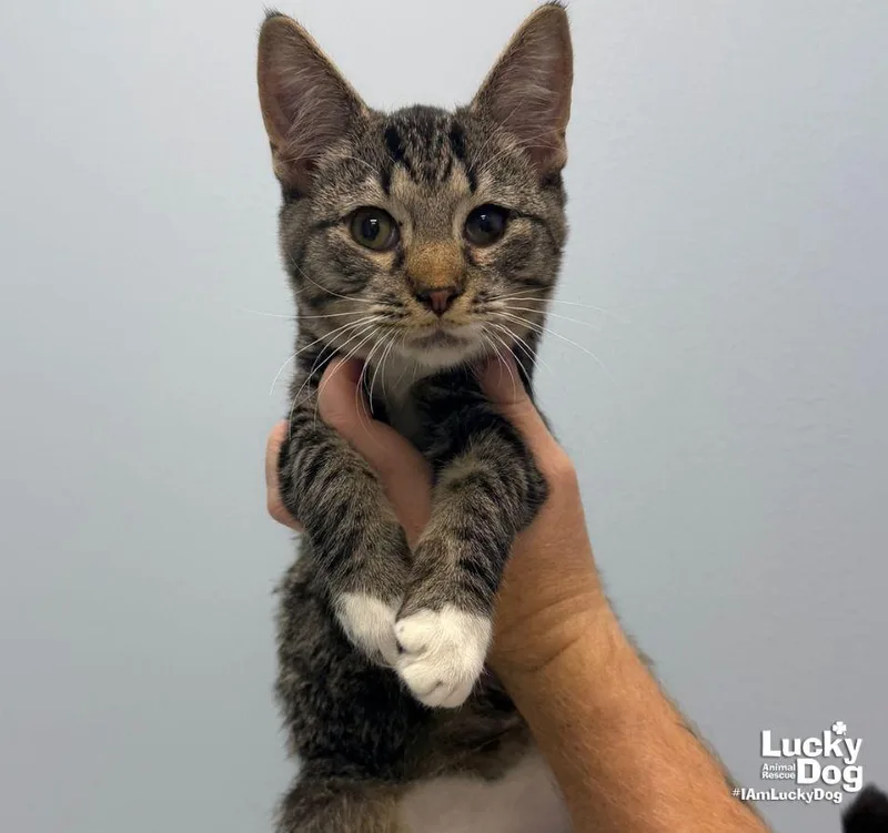 A baby medium-sized male Domestic Short Hair cat named Alan for adoption in Washington, DC