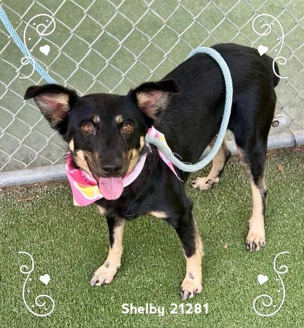 A young medium-sized female Bicolor Shepherd dog named Shelby for adoption in Marietta, GA