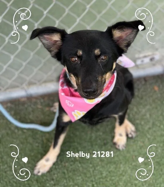 Shelby thumbnail 2